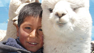 ein Junge und ein weißes Lama